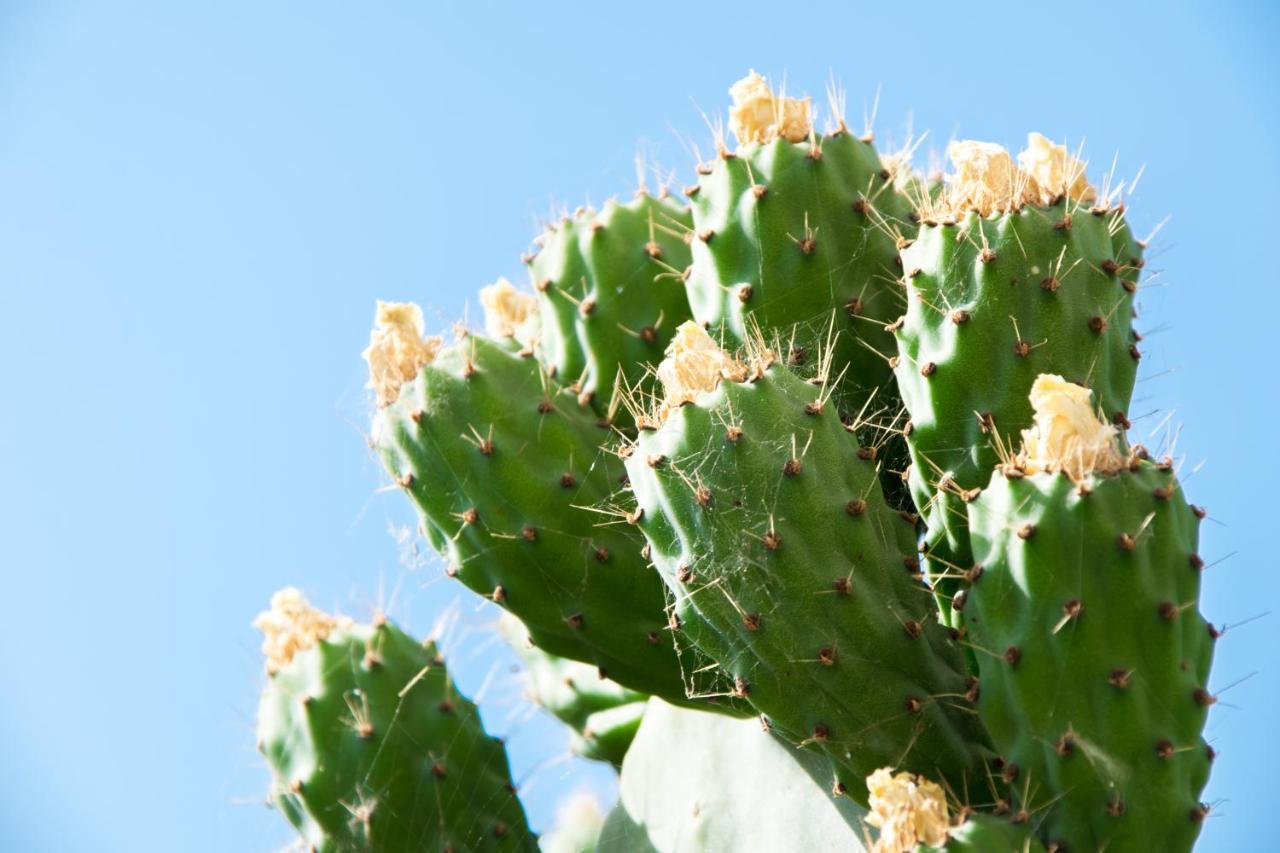 חאניה The Prickly Pear Apartment מראה חיצוני תמונה